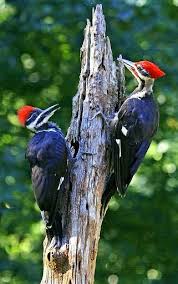 Birds Blooms Magazine Telephone Number Pileated Woodpeckers Two Peas In A Pod So Many Vibrant Colors Pretty Birds Beautiful Birds Colorful Birds