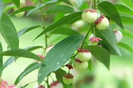 ลูกผักหวาน ในบ้านสวน นำมาลวกกินน้ำพริกกระปิ และเมนูน้ำพริกจะขาดปลาทูทอด ไม่ได้เช่ยกันนะ เมนูนี้เป็นอาหารประจำโฮมสเตย์จร้า