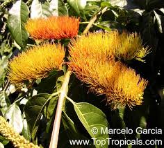Image result for Combretum mkuzense