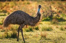 Emus bms top/bot isolators are cell communication adapters that provide optical isolation in application where the main controller communicates directly to emus bms cell modules. Australische Fauna Der Grosse Emu Australian Macadamias Deutschland Blog