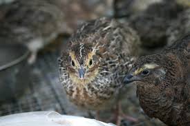 Image result for quail