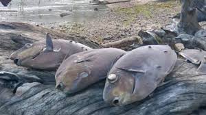 We did not find results for: Arti Mimpi Melihat Banyak Ikan Mati Waspada Petanda Bisnis Kurang Bagus Halaman 2 Tribun Jogja