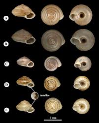 Image result for Landolphia robustior