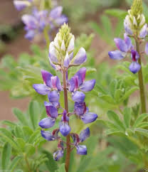 Image result for Lupinus mexicanus