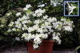 1/3 peat moss will provide the correct soil ph and 2/3 of… thankfully azaleas are not heavy feeders compared to plants such as roses so the priority is for the capacity to hold moisture, structure and the right soil ph. Caring For Azaleas In Pots And Containers Outdoors Gardener Report