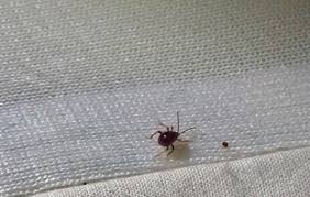 Luckily for humans, the silverfish isn't dangerous. Does One Bed Bug Mean An Infestation Found One Bed Bug Get Help