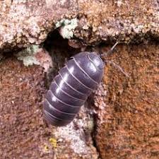 Cook's pest control services the southeastern region of the united states (alabama, arkansas, florida, georgia, mississippi, and tennessee). Jordan Goodin 13jgoodin Profile Pinterest