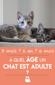 Epingle Sur Chats Et Chatons