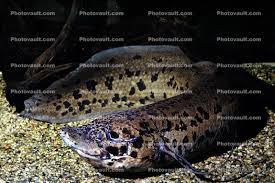Check spelling or type a new query. West African Lungfish Protopterus Annectens Dipnoi Lepidosireniformes Protopteridae Tetrapod Images Photography Stock Pictures Archives Fine Art Prints