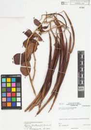 Image result for Senna bacillaris