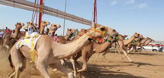 In the last 15 years camel racing has transformed into one of the richest sports in the world, with some races having a grand prize of one million dollars. Camel Racing Dubai The Richest Traditional Sport In Dubai