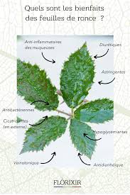 Quels Sont Les Bienfaits De La Ronce Plantes Aromatiques Et Medicinales Plantes Sauvages Comestibles Ronces