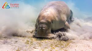 الإوز الفرعوني استأنسه المصريين وقدسوه في المعابد منذ 6600 سنة