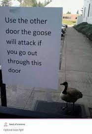 To be human is to be part of nature. Danger Goose Memes