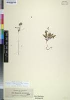 Image result for Biophytum abyssinicum