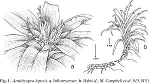 Image result for Xyridaceae