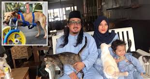 Berikut ini beberapa hal penting serta gejala distemper pada kucing dan cara mengobatinya. Dalam Islam Kita Diajar Buat Baik Pada Haiwan Pengusaha Pusat Perlindungan Terharu Pasangan Selebriti Sudi Jaga Anjing Jalanan Cacat Kashoorga