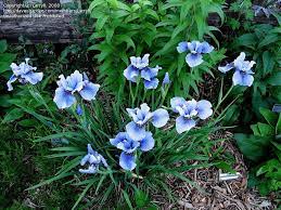Siberian Iris Iris Sibirica Super Ego Zone 4 9 Full Sun Height 24 36 Iris Flowers Plants Iris