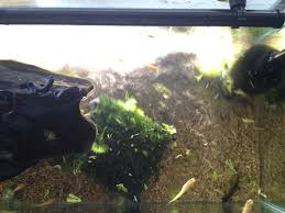 たわいもない暇人のブログ 今日も１週間に一度の水槽掃除をおこないました カボンバ除去