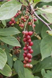 The tart green or red berries have an oval shape with tiny hairs covering them. Schizandra Chinensis Is A Deciduous Climbing Plant Whose Fruits Are Cluster Of Tiny Bright Red Berries Originated Schisandra Berries Medicinal Garden Berries