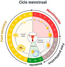 Ciclo Menstrual Y Fertilidad Embarazo Y Maternidad
