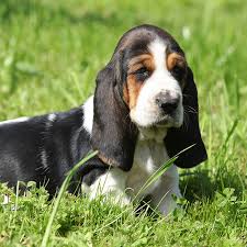 1 Basset Hound Puppies For Sale By Uptown Puppies