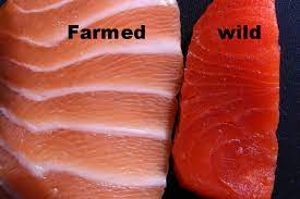 But as the color added labels cropping up in supermarkets suggest, the aquacultured . Dr Deena S Daily Dose Why The Salmon You Buy Can Look Different Wild Caught Versus Farm Raised Salmon