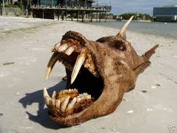 Odd Creatures Found Creature Found In A Trench In Russia This Weird Creature Was Found Scary Fish Weird Animals Weird Sea Creatures