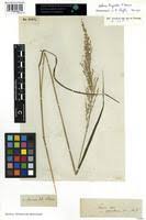 Image result for Setaria longiseta