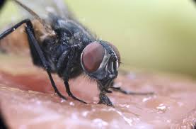 We have over 20 year's of pest control knowledge. Do Flies Really Vomit And Poop When They Land On You