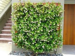 These diy privacy screens are a great way to get the privacy you want inside and out, whether it be for add some plant holders to the inside of your screen and you have the perfect area to relax on. Best Plants For Privacy Screening That Don T Look Like Arborvitae Blessing Landscapes