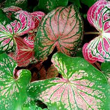 Image result for Caladium