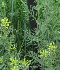 Image result for Kotschya stolonifera