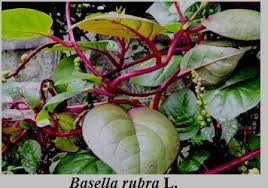 Image result for Basella