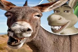 Pin By عبدالرحيم البلوشي On صور طريفة ومضحكة Arabic Lessons Animals Humor