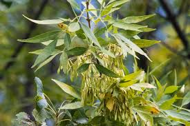 Image result for Fraxinus velutina