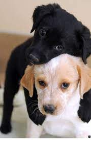 Discover More About Yellow Lab Puppies Simply Click Here To Learn More Our Web Images Are A Must See Cute Puppies Cute Animals Cute Dogs