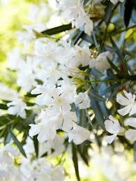 8 Pretty But Poisonous Garden Plants To Grow With Caution Plants Poisonous Plants Container Gardening Flowers
