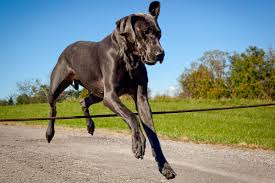 Your dog has recently spent time at an animal shelter or boarding kennel. Do Great Danes Jump Fences Great Dane Care