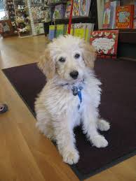 Our Dog Of The Week Is Finn He Is A 12 Week Old Mini Goldendoodle Who Was Born In North Carolina He And A Few Siblings Fo Mini Goldendoodle Goldendoodle Dogs