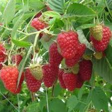 Epingle Sur Jardin Fleurs Entretien