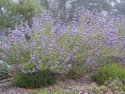 'pozo blue' at theodore payne nursery. 24 California Native Sages Ideas Salvia California Native Plants Plants