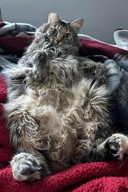 OnlyCats. You owe Cashmere $1 for catnip for taking a peek 👀