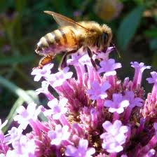 Image result for Verbena × teasii