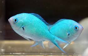Spinning Fiber Art Batt Turquoise Blue Green Blue Chromis 3 20 Oz Reef Safe Fish Marine Fish Tanks Marine Fish