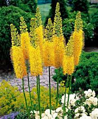 Steppenkerze Gelb Garten Pflanzen Garten Bauerngarten