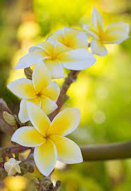 Sweet smelling flowers are in my heart. I Heart Maui By Renae Smith 500px Beautiful Flowers Most Beautiful Flowers Plumeria Flowers