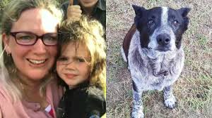 Loyal family dog stays with 3-year-old girl​ lost overnight in wilderness