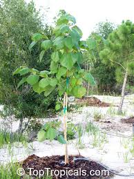 Image result for Gmelina