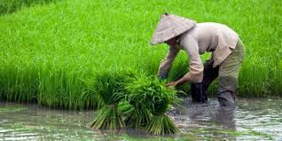 Maybe you would like to learn more about one of these? Petani Diharapkan Tanam Padi Merah Lebih Menguntungkan Dibandingkan Padi Biasa Radarjambi Co Id Berita Independen Akurat